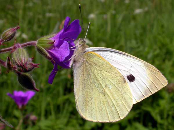 Large White (Pieris brassicae)   Fraser Simpson